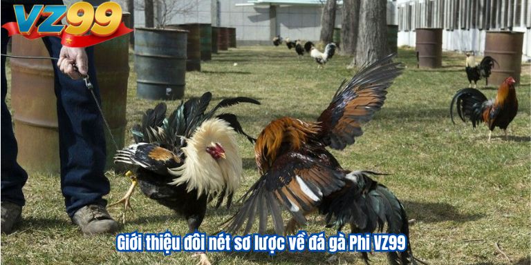 Giới thiệu đôi nét sơ lược về đá gà Phi VZ99